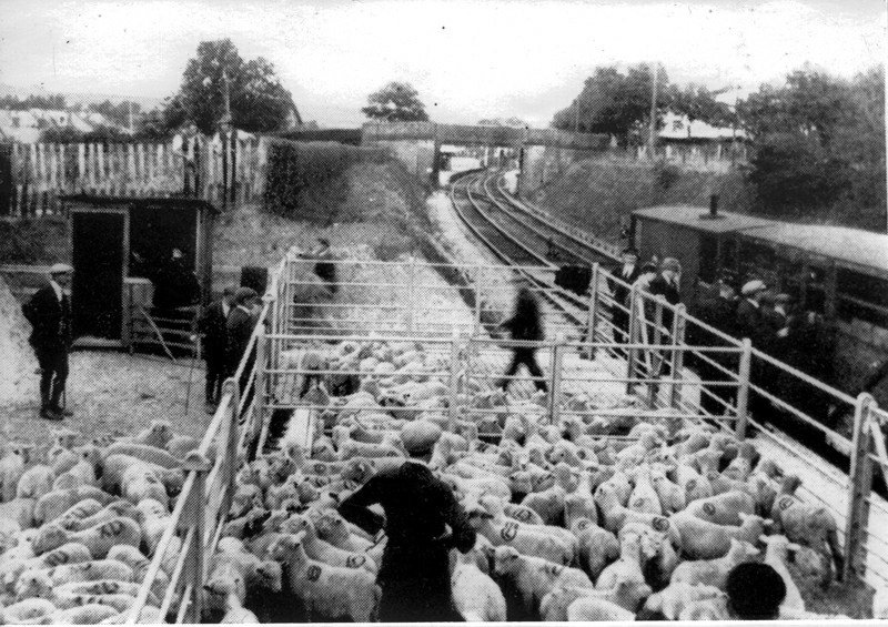 Market sheep awaiting loading